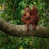 Orangutan bornejsky - Pongo pygmaeus - Bornean Orangutan o9510